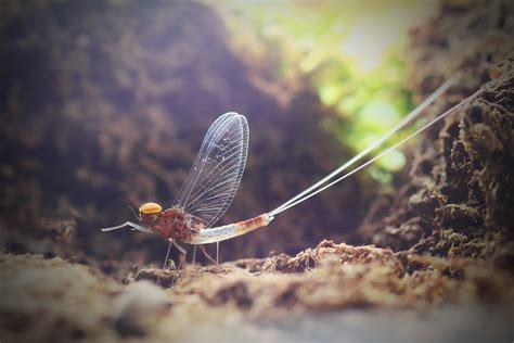 蜉蝣在世意思|蜉蝣 的意思、解釋、用法、例句